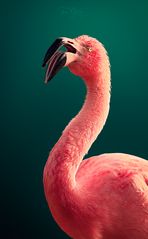 Mr. Flamingo