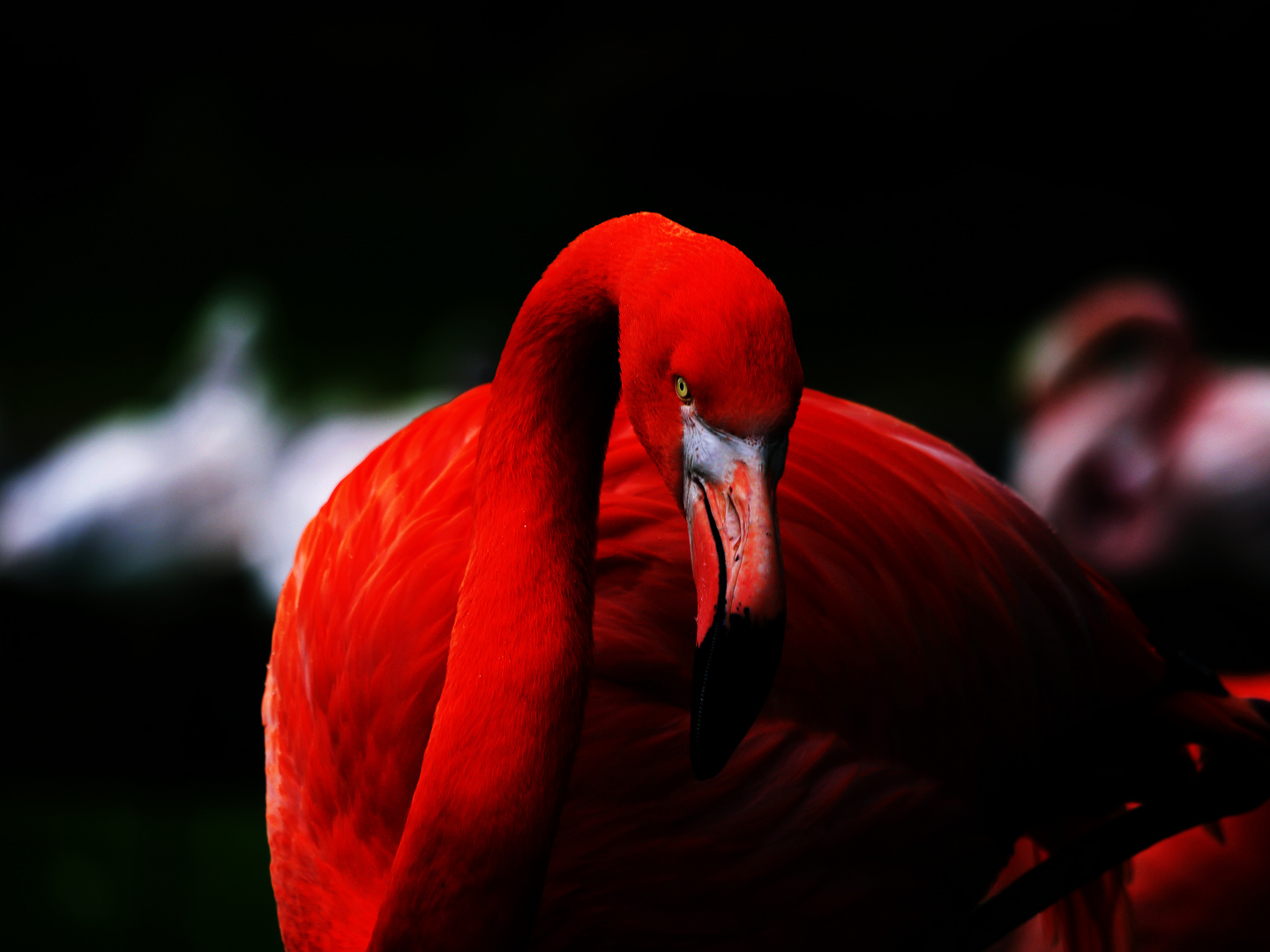 Mr. Flamingo in red