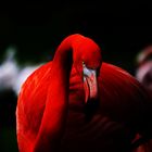Mr. Flamingo in red
