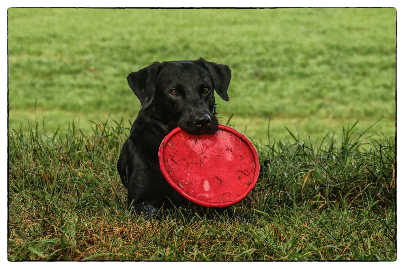 Mr. Frisbee