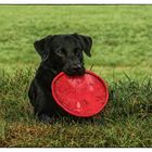 Mr. Frisbee