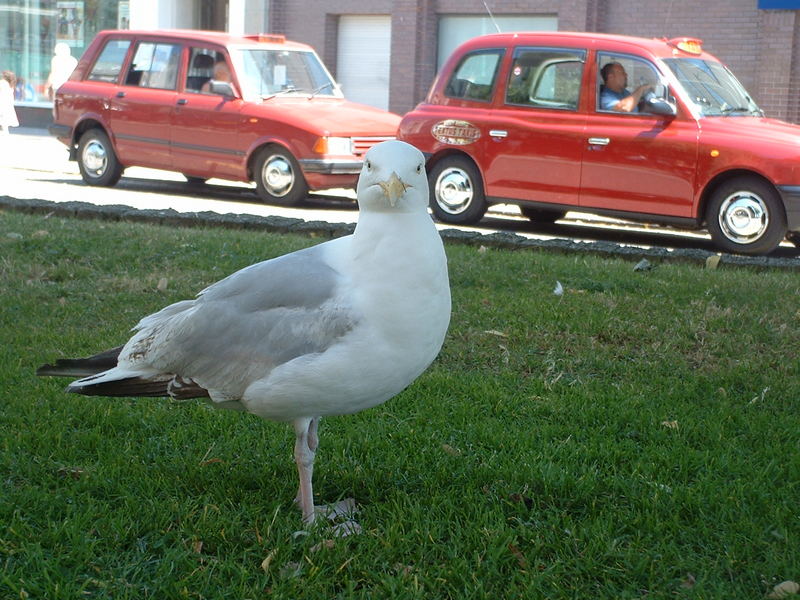 Mr. Gabbiano va in città