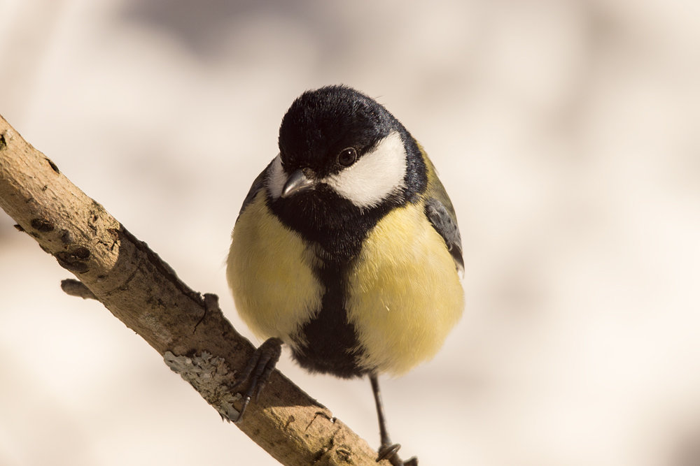 Mr Great Tit