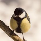 Mr Great Tit