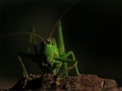 Mr. Greenhopper