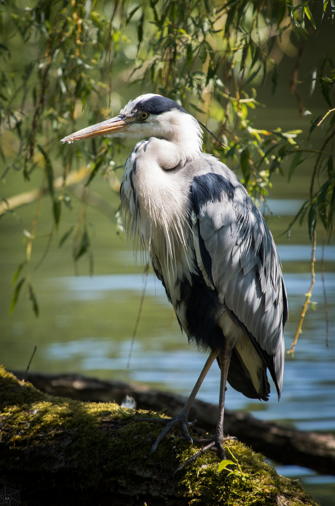 MR GREY HERON