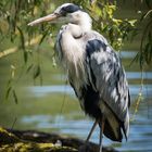 MR GREY HERON