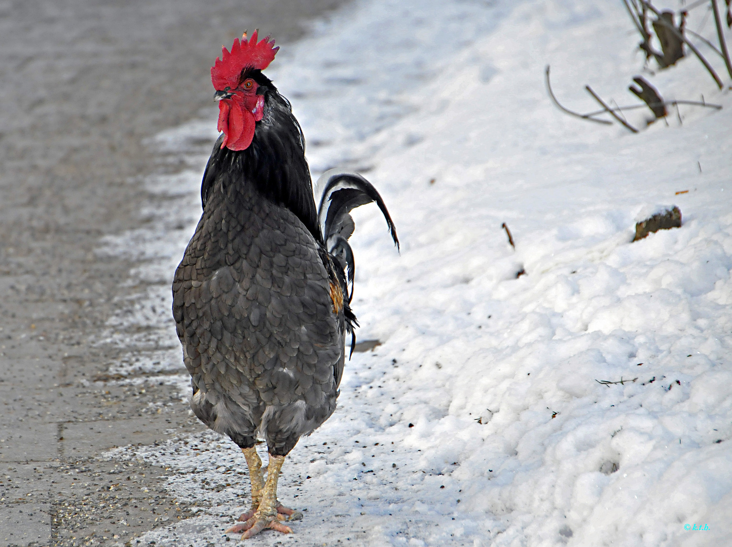 Mr Hahn Foto Bild Tiere Haustiere Natur Bilder Auf Fotocommunity