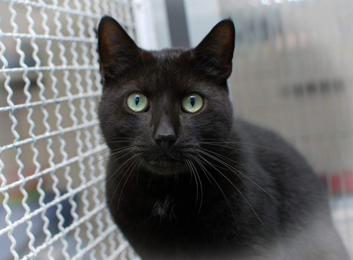 Mr Jingles, der Charmeur Foto & Bild tiere, haustiere, katzen Bilder