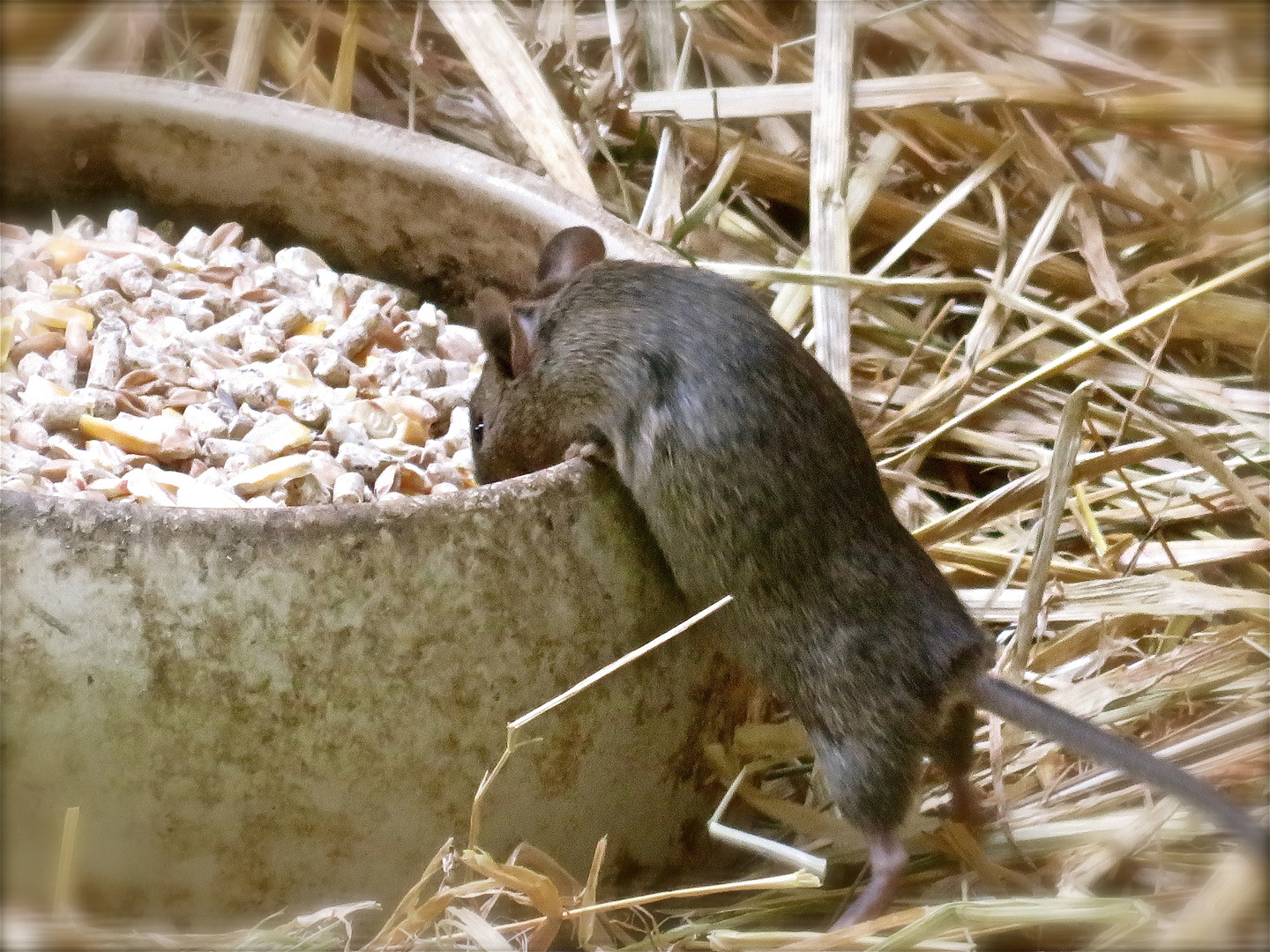 Mr. Jingles - Selbstbedienung in der Kneipe "zum Entenstall"