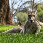 Mr. Kangaroo