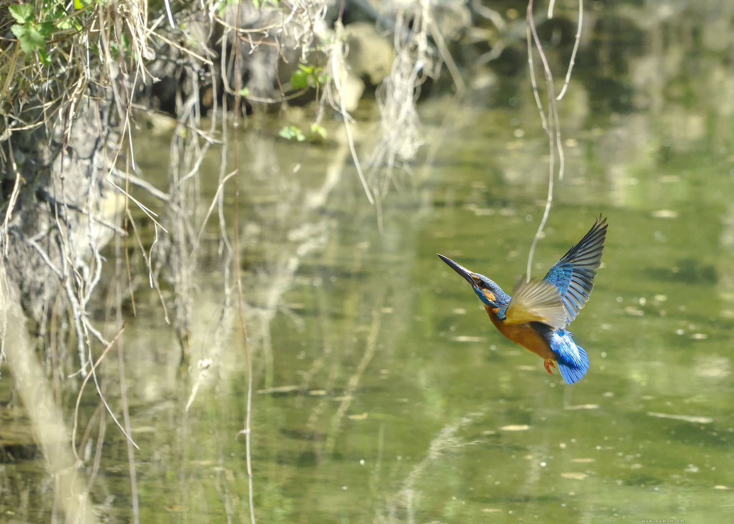 Mr. Kingfisher beim Nestanflug