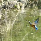 Mr. Kingfisher beim Nestanflug