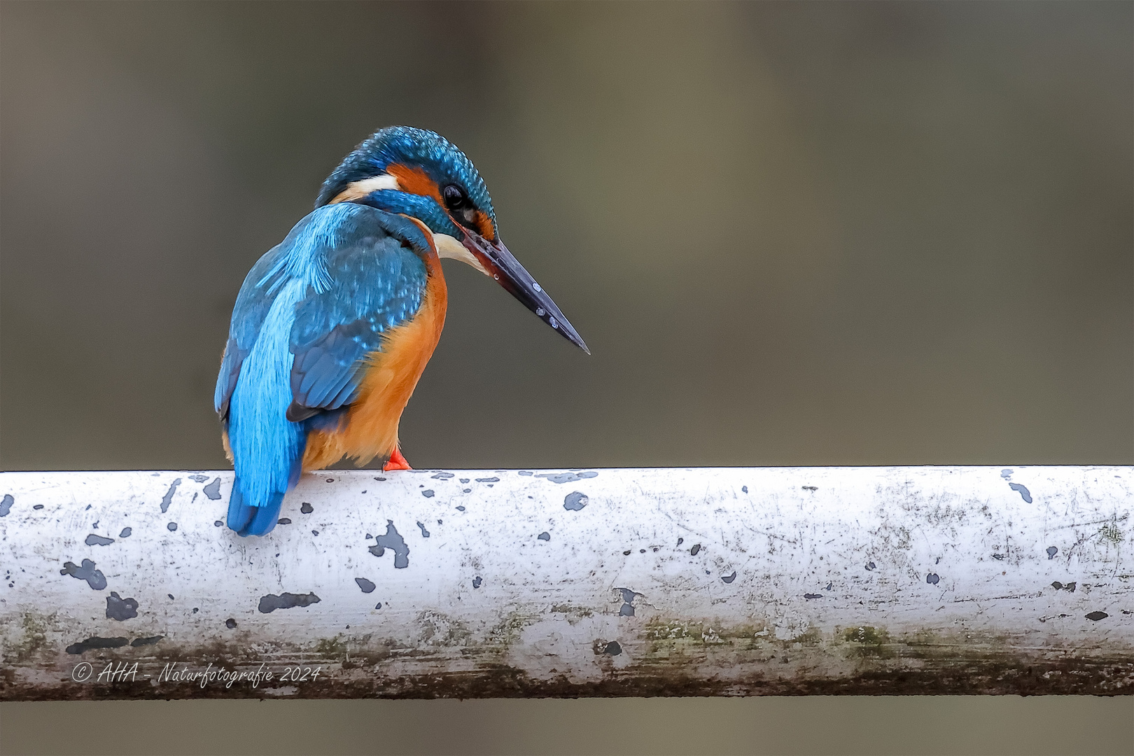 Mr. Kingfisher