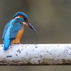 Mr. Kingfisher