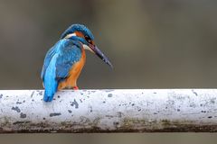 Mr. Kingfisher