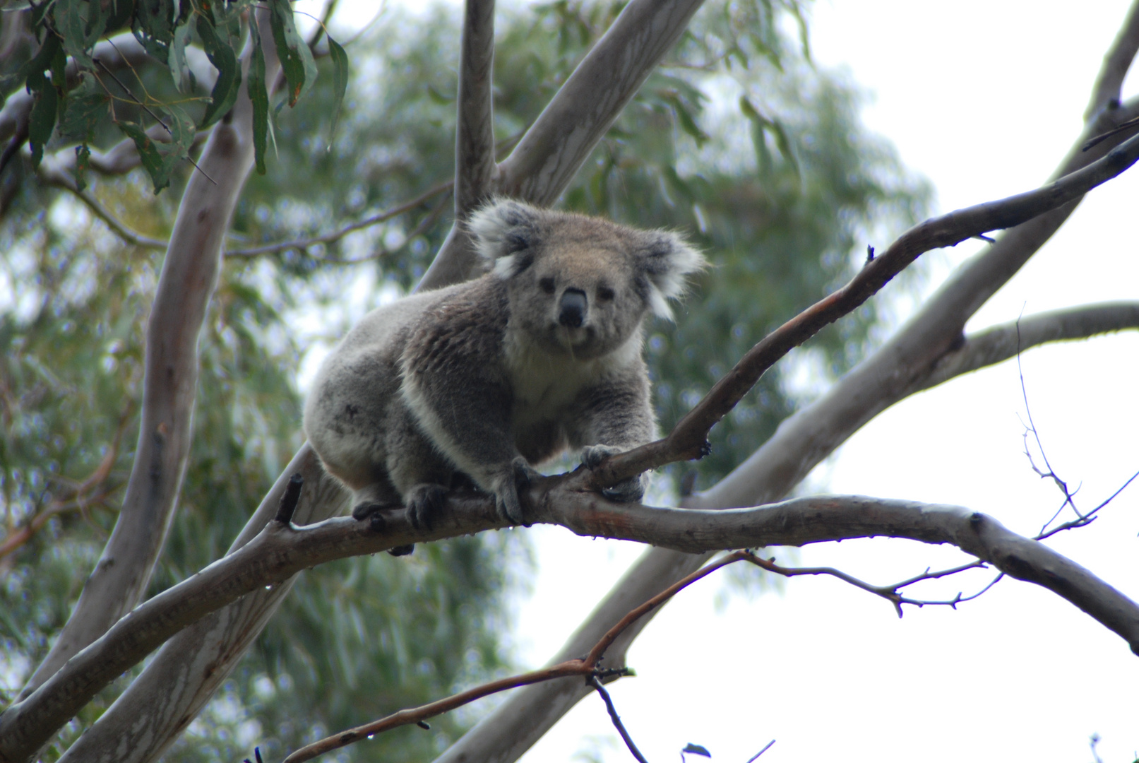 Mr. Koala........