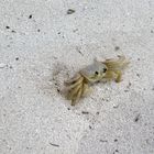 Mr. Krabs auf der Insel Saona