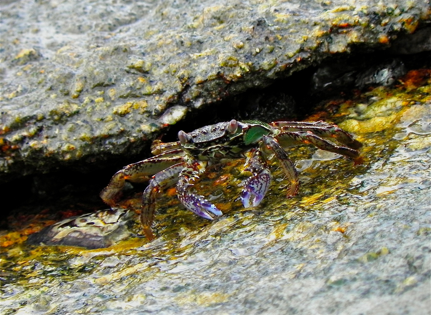 Mr. Krabs Foto & Bild tiere, wildlife, krebse Bilder auf