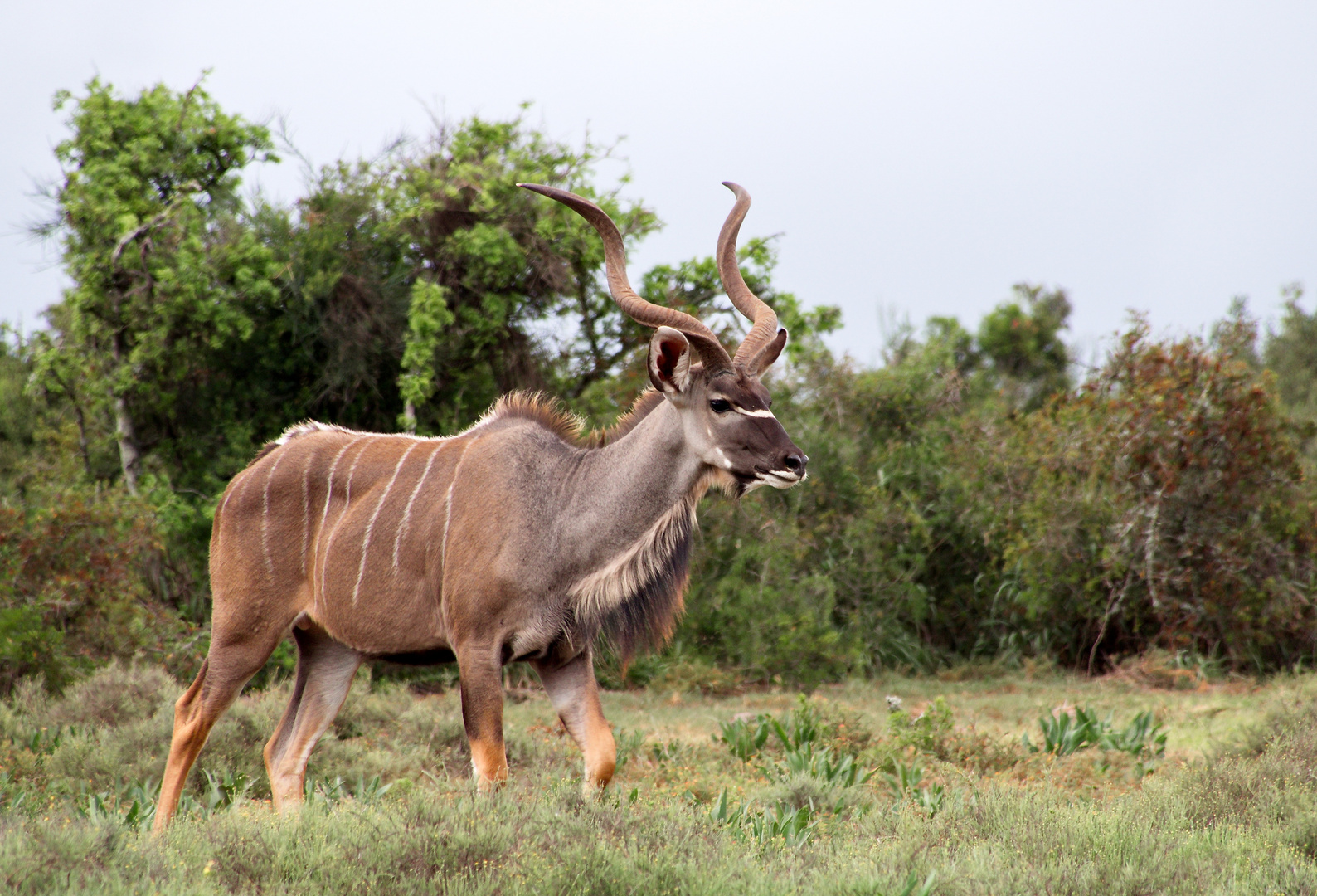 Mr. Kudu