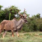 Mr. Kudu