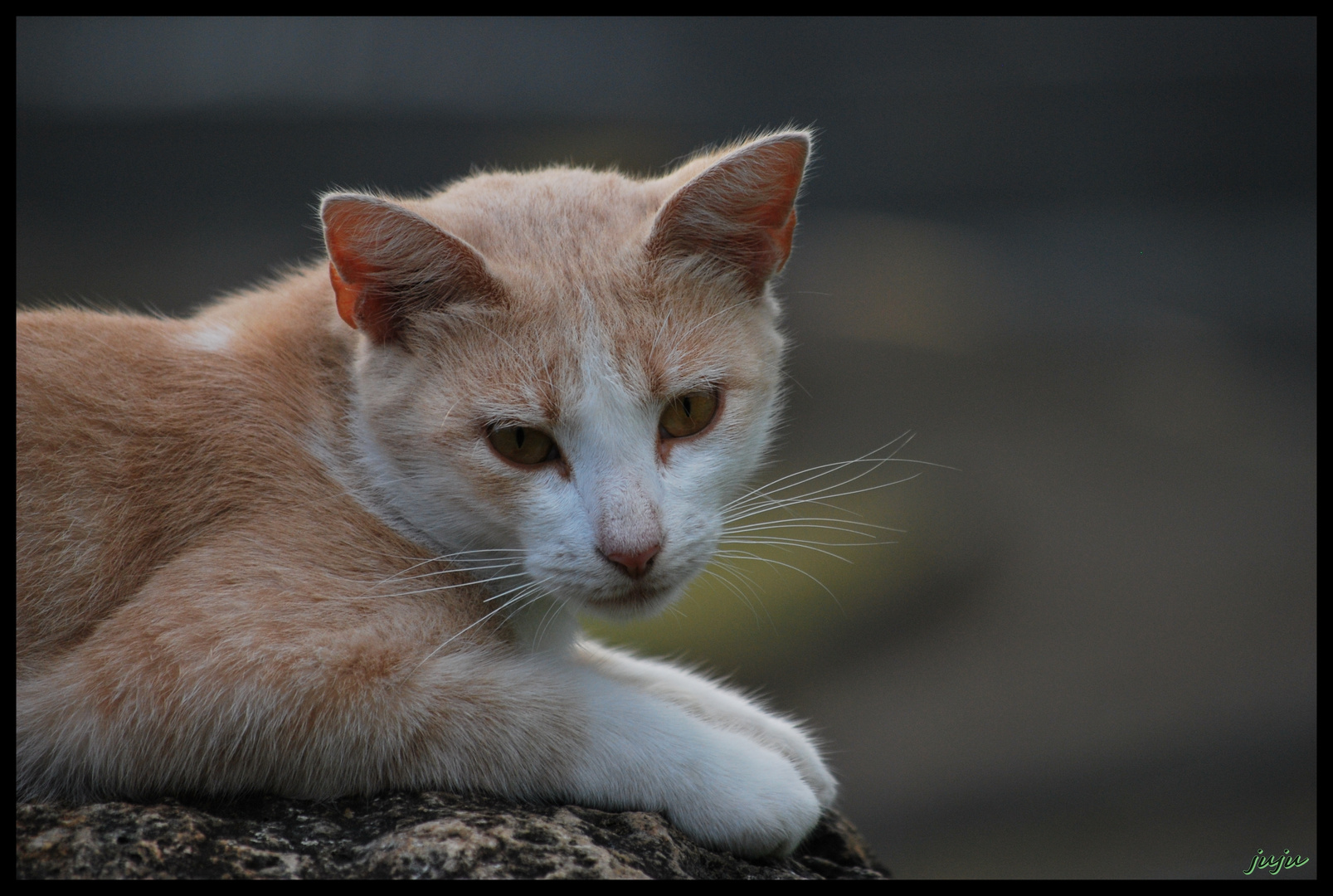 Mr le chat