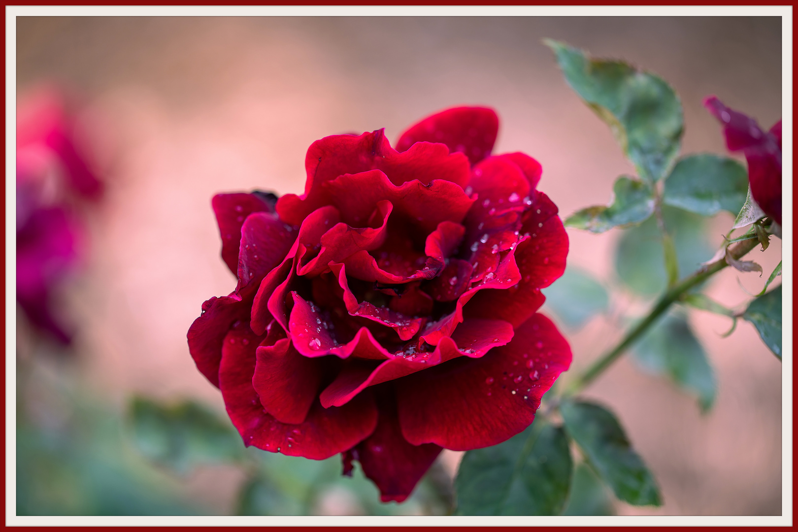 'Mr Lincoln' hybrid tea-rose