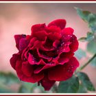 'Mr Lincoln' hybrid tea-rose