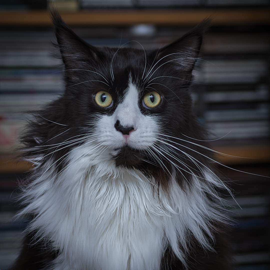 Mr. Maine Coon