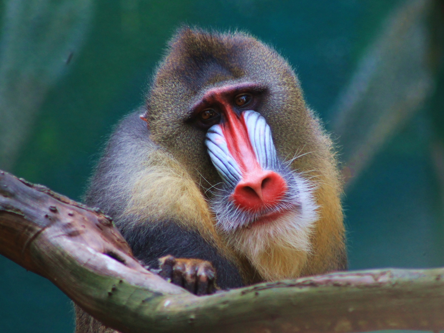 Mr. Mandrill