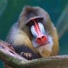 Mr. Mandrill