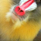 Mr Mandrill