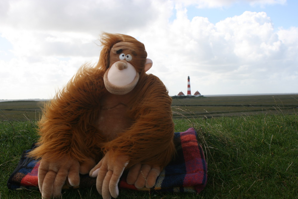 Mr. Monk in Westerhever bei Windstärke 7.....