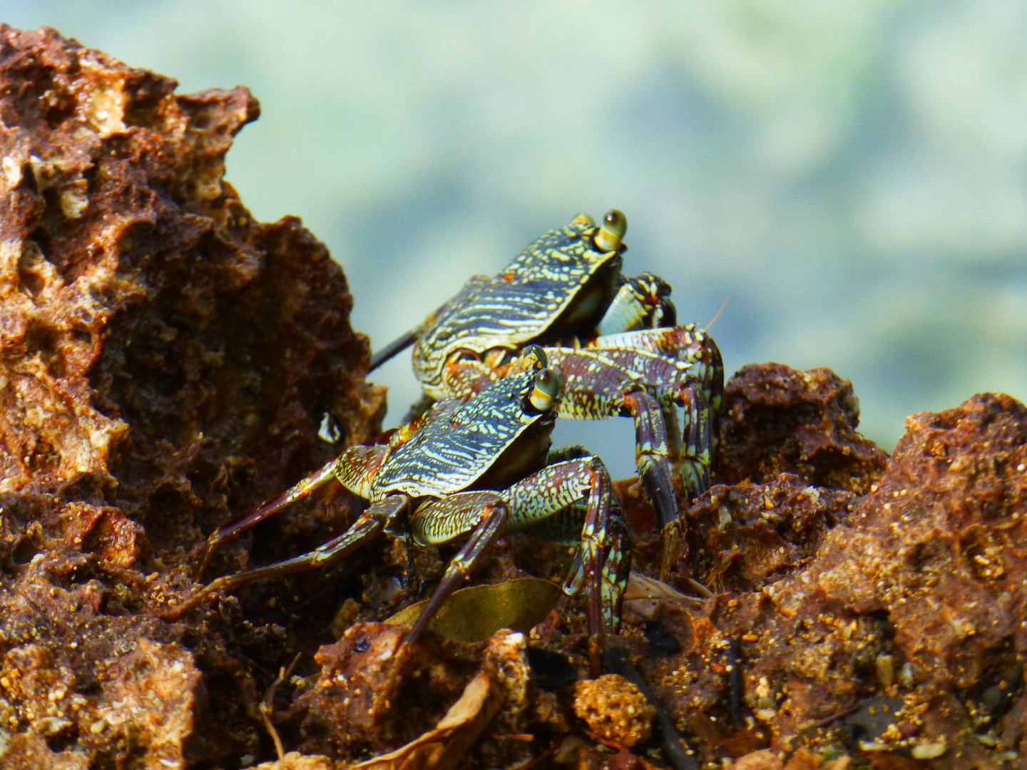 Mr & Mrs Crab