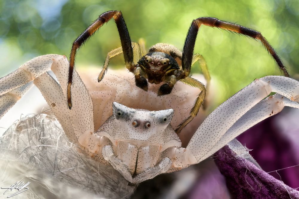 Mr. & Mrs. Gehöckerte Krabbenspinne