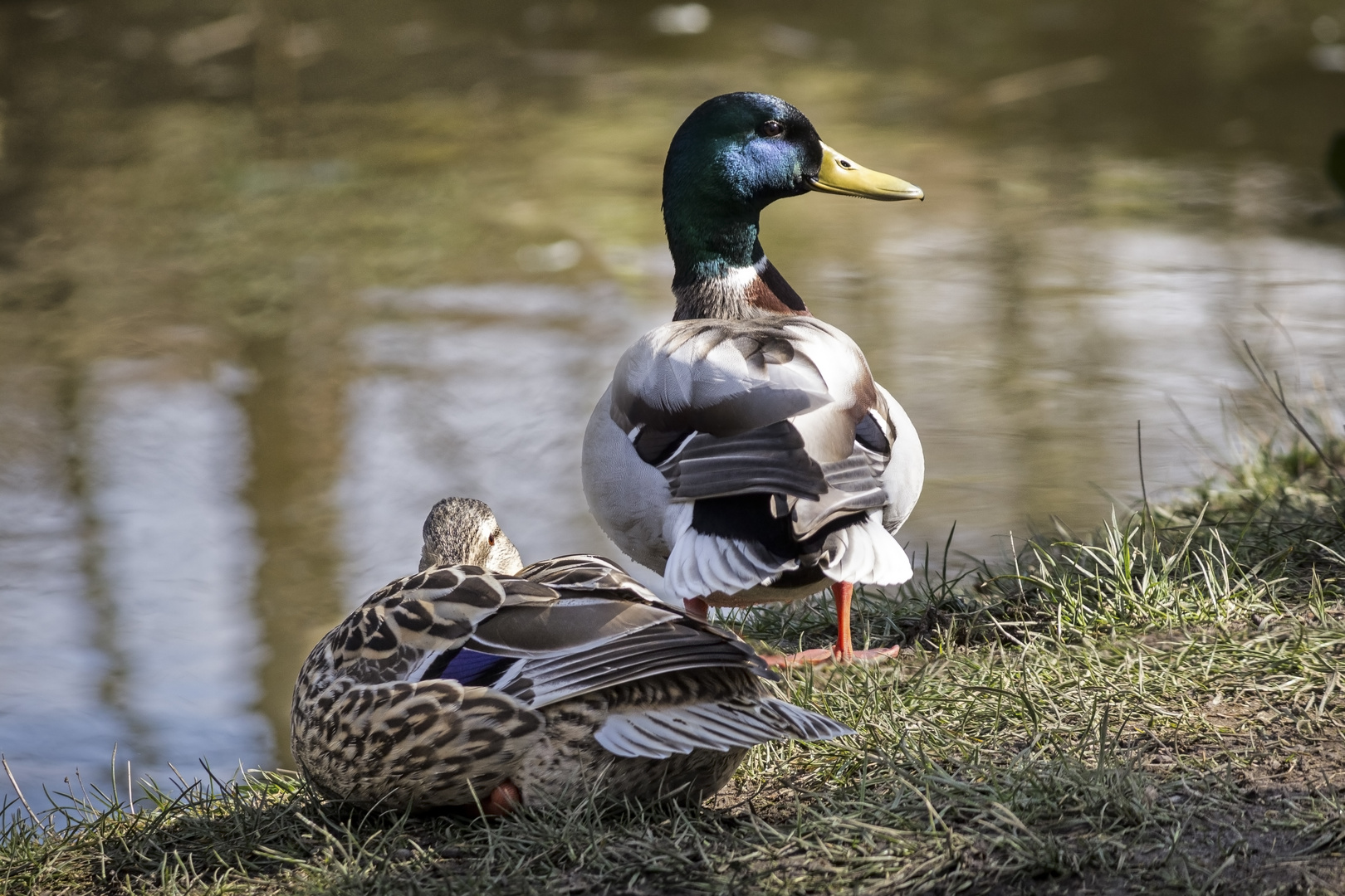 Mr & Mrs Mallard