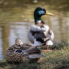 Mr & Mrs Mallard