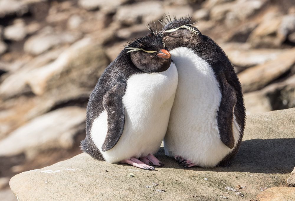 Mr & Mrs Rockhopper