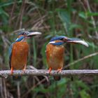 Mr. & Ms. Kingfisher