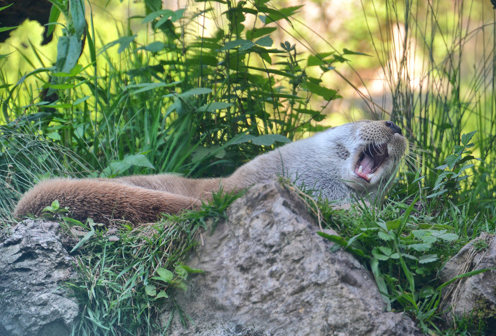 Mr. Otter