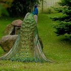 Mr. Peacock