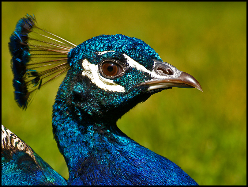 Mr. Peacock [watching over his ladies]