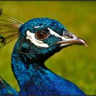 Mr. Peacock [watching over his ladies]