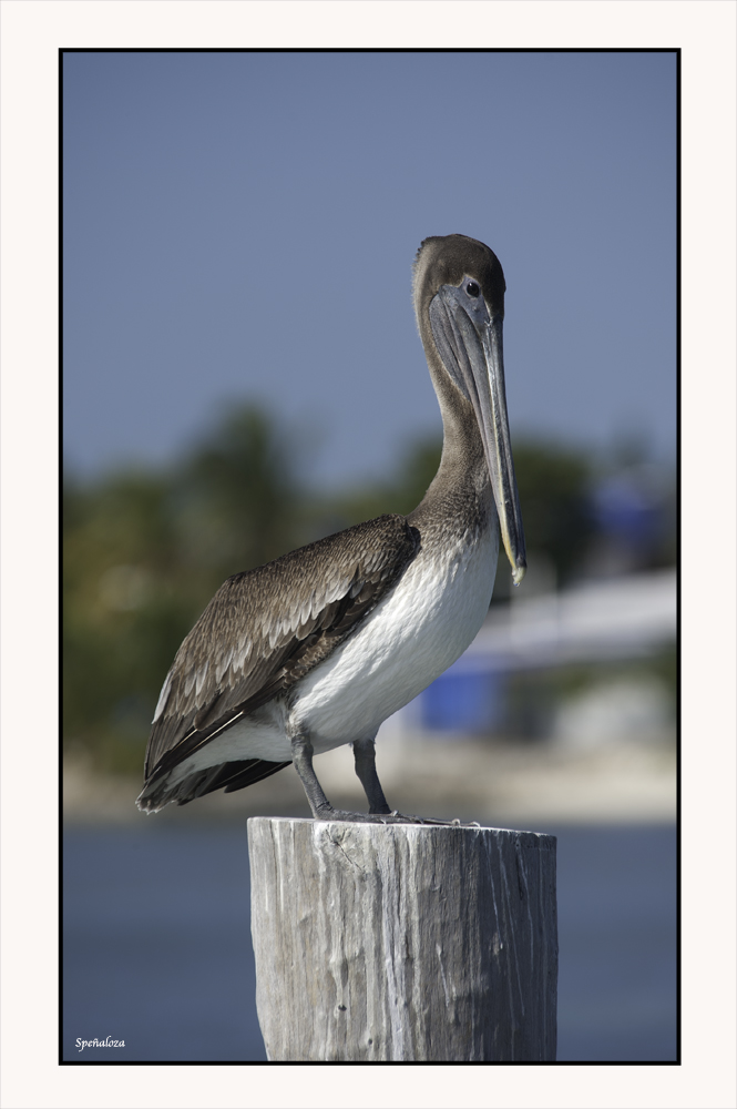 Mr. Pelican