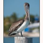 Mr. Pelican