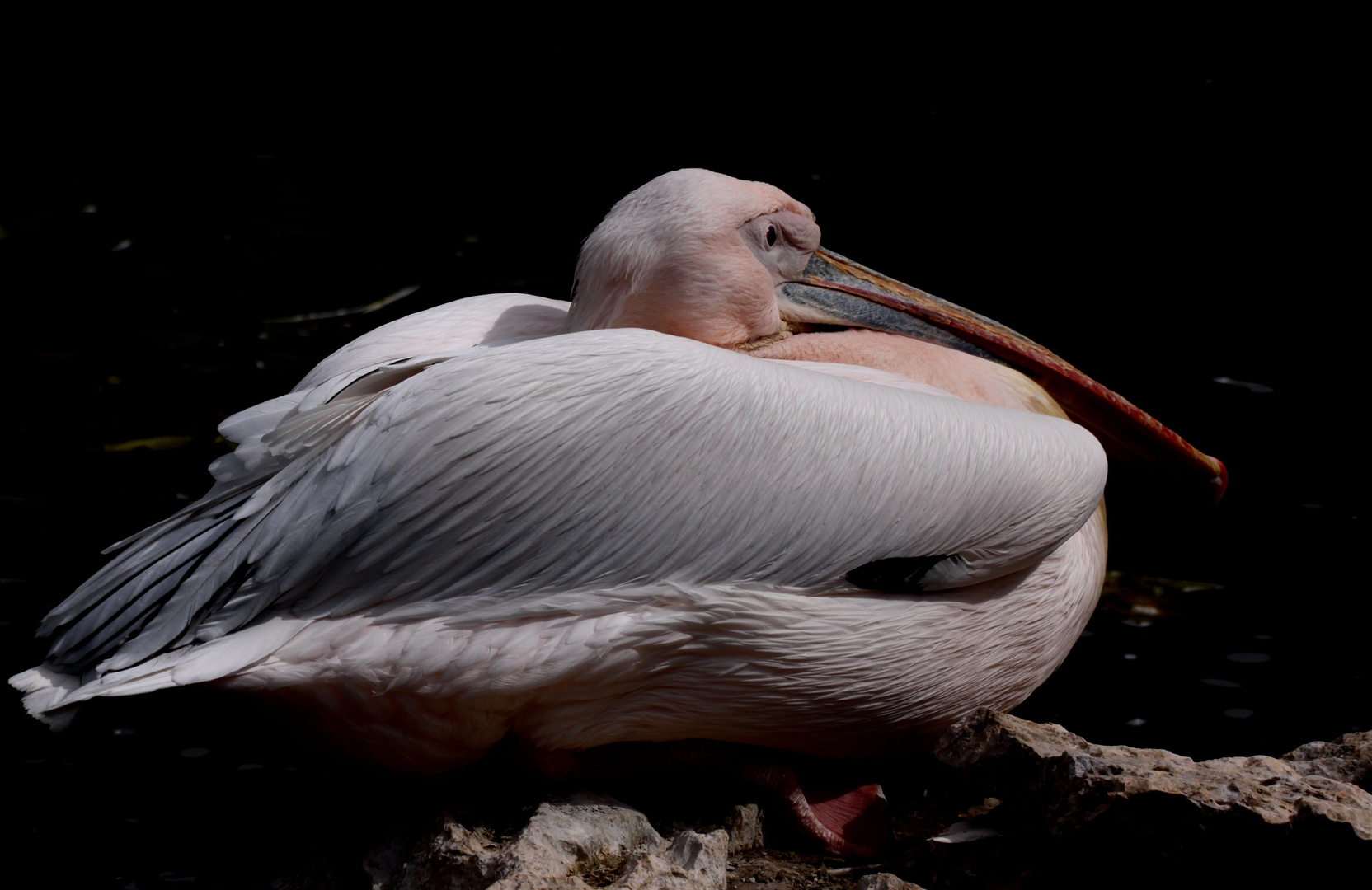 Mr Pelican