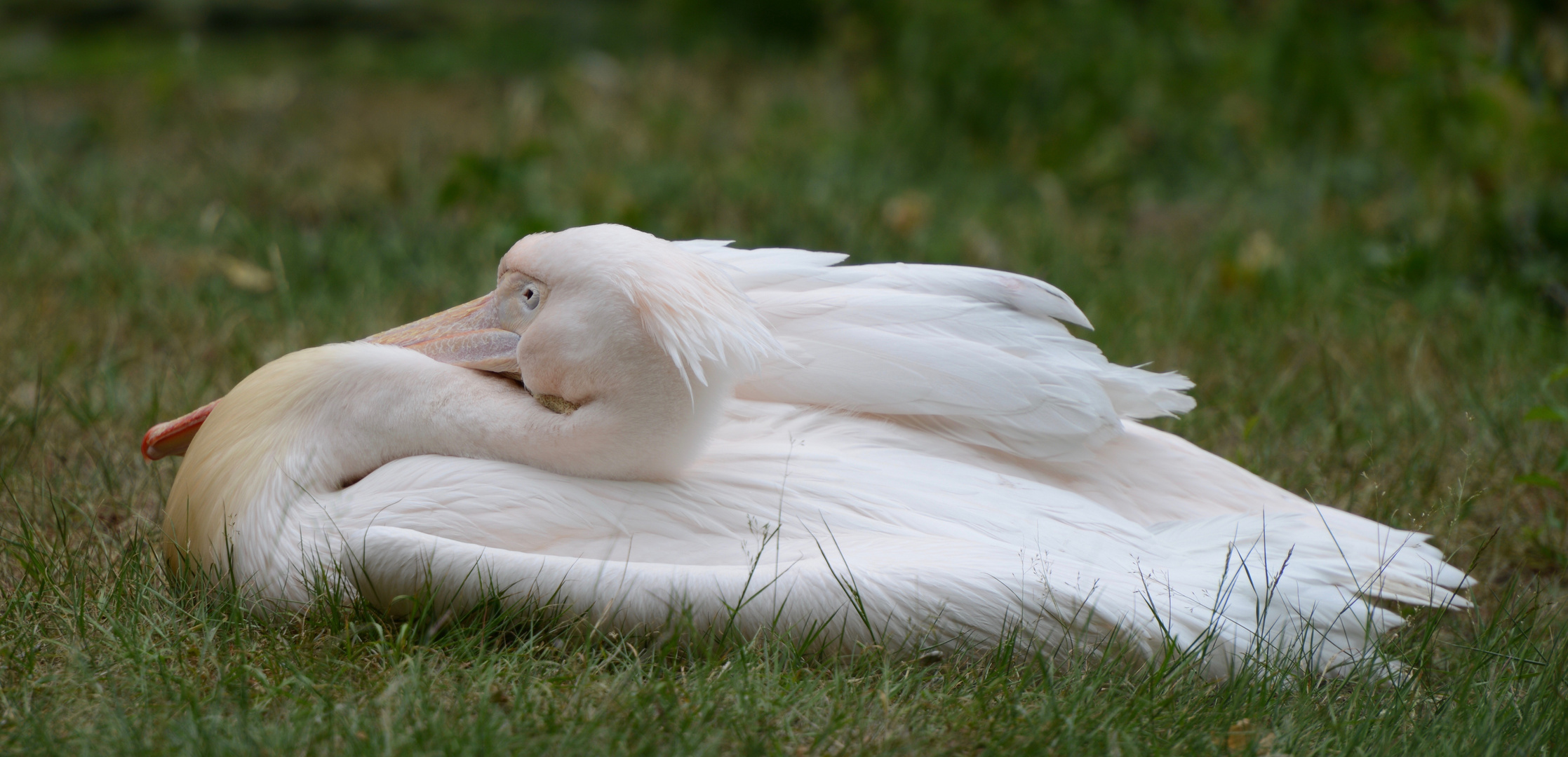 Mr pelican