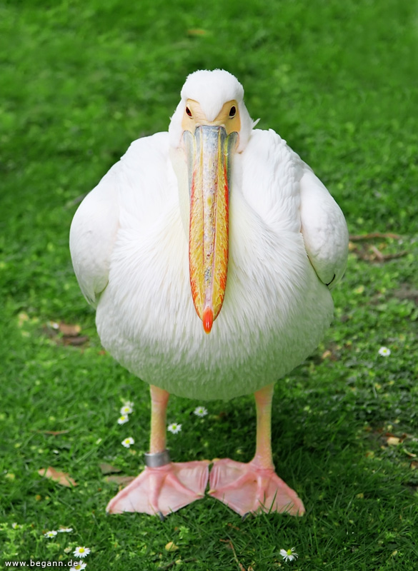 Mr. Pelican