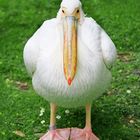 Mr. Pelican