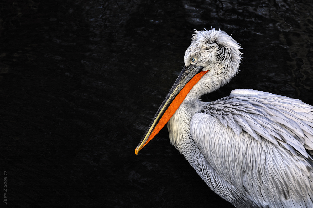 Mr. Pelican